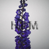 delphiniums purple hybrid flower